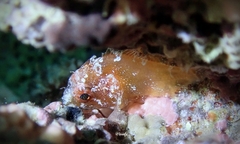 Scorpaenidae