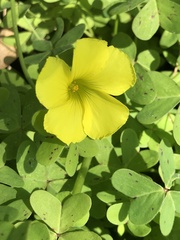 Oxalis pes-caprae