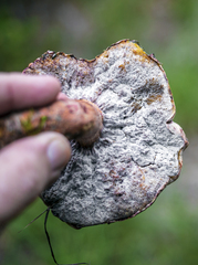 Pulchroboletus rubricitrinus