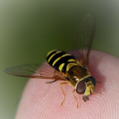 Syrphus opinator