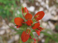 Castilleja scorzonerifolia