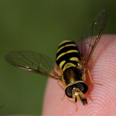 Syrphus opinator