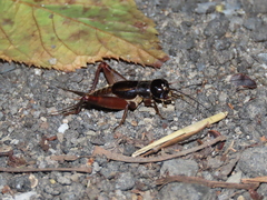 Duolandrevus coulonianus