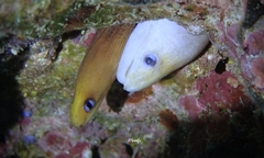 Gymnothorax melatremus