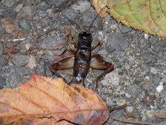 Duolandrevus coulonianus