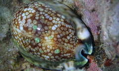 Mauritia maculifera maculifera