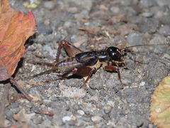 Duolandrevus coulonianus