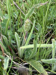Plantago gaudichaudii