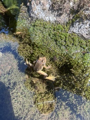 Rana cascadae