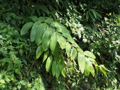 Polygonatum macranthum