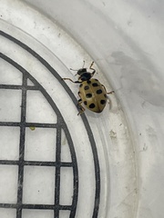 Hippodamia tredecimpunctata