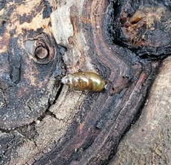 Cochlicopa lubrica