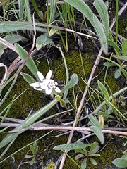 Wurmbea dioica