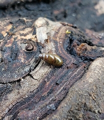 Cochlicopa lubrica