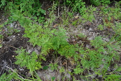 Artemisia gmelinii