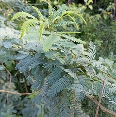 Prosopis juliflora