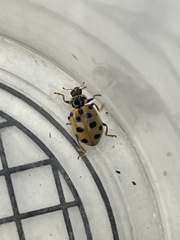 Hippodamia tredecimpunctata