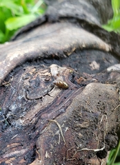 Cochlicopa lubrica