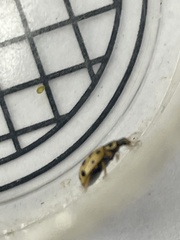 Hippodamia tredecimpunctata