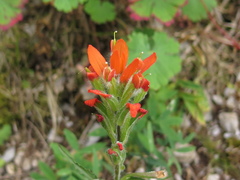 Castilleja scorzonerifolia