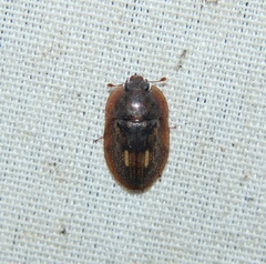 Lobiopa insularis