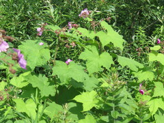 Rubus odoratus