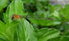 Ischnura senegalensis