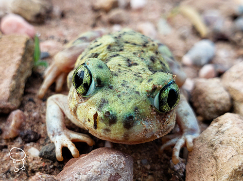 Couch's Spadefoot