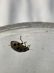 Hippodamia tredecimpunctata