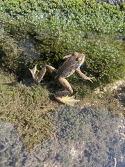 Rana cascadae