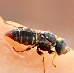 Oxybelus