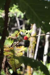 Rubus hawaiensis