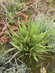 Microseris walteri