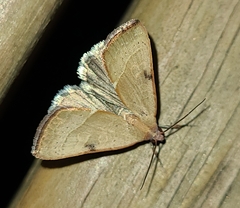 Galgula partita