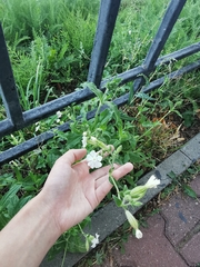 Silene latifolia alba