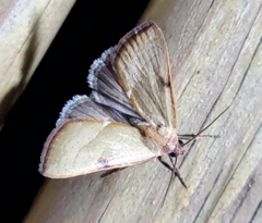 Galgula partita