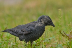 Corvus monedula