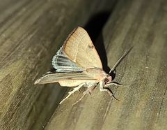 Galgula partita