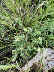 Pimelea spinescens
