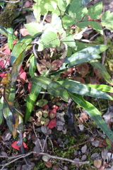 Elaphoglossum