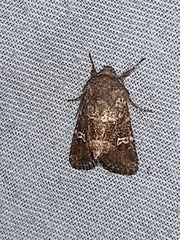 Lacinipolia stricta