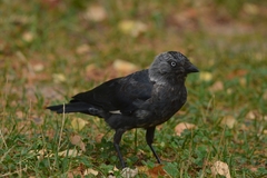 Corvus monedula