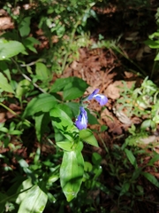 Salvia laevis