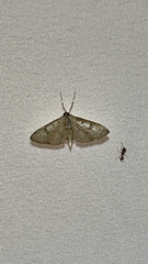 Palpita freemanalis