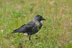 Corvus monedula