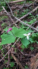 Trillium ovatum