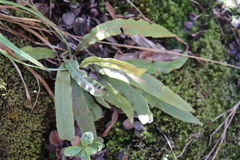 Elaphoglossum paleaceum