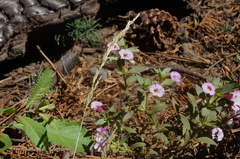 Diplacus