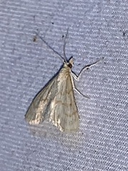 Paracorsia repandalis