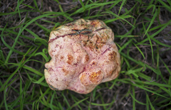 Pulchroboletus rubricitrinus